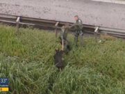 Helicóptero com 4 a bordo cai na Grande SP; piloto é resgatado com vida