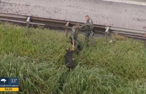 Helicóptero com 4 a bordo cai na Grande SP; piloto é resgatado com vida