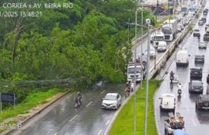 ءrvore cai sobre pista da avenida Fernando Côrrea e deixa trânsito bloqueado; Semob recomenda rotas alternativas :: Notيcias de MT