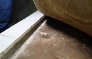 Hotel é interditado por colchões mofados e camisinhas usadas espalhadas nos quartos :: Notícias de MT