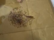 14:55 –
Pescador registra peixes nadando dentro de casa alagada em enchente na região do Araguaia; veja vídeo