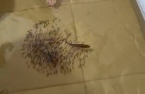 14:55 –
Pescador registra peixes nadando dentro de casa alagada em enchente na região do Araguaia; veja vídeo