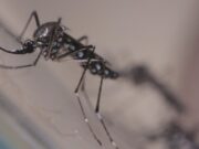 07:05 –
Secretária de VG diz que gestão Kalil não agiu após 'alerta' de atenção especial para mosquito da dengue