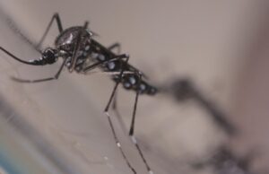 07:05 –
Secretária de VG diz que gestão Kalil não agiu após 'alerta' de atenção especial para mosquito da dengue