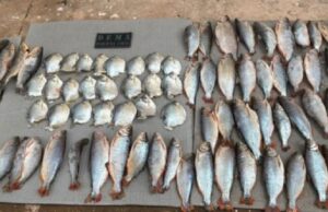 10:36 –
Polícia Civil e Sema prendem idoso em flagrante por pesca ilegal em cidade de MT