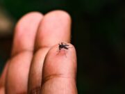 12:23 –
Cuiabá vê casos de dengue 'explodirem' em 204% e número de mortes por chikungunya pode chegar a quatro