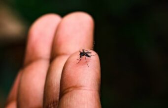 12:23 –
Cuiabá vê casos de dengue 'explodirem' em 204% e número de mortes por chikungunya pode chegar a quatro