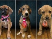 11:11 –
Prefeitura realiza feira de adoção com 19 animais; veja fotos