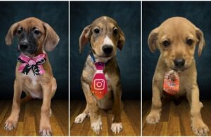 11:11 –
Prefeitura realiza feira de adoção com 19 animais; veja fotos