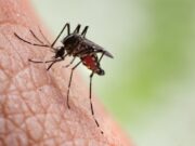 15:11 – 
							Quatro mortes por dengue são investigadas em MT; óbitos por chikungunya podem chegar a cinco