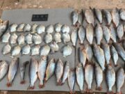 Polícia Civil e Sema combatem pesca ilegal em Barão de Melgaço
