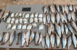Polícia Civil e Sema combatem pesca ilegal em Barão de Melgaço
