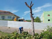 16:47 –
Vídeo mostra derrubada de pequizeiro em sede da Sema; Pasta terá que fazer reflorestamento