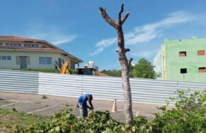 16:47 –
Vídeo mostra derrubada de pequizeiro em sede da Sema; Pasta terá que fazer reflorestamento