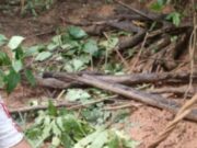 17:29 –
Mais um corpo é localizado em cemitério clandestino de facção criminosa