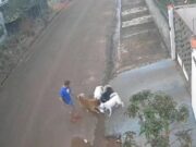 18:37 –
Homem é preso após assistir cachorros atacar e matar gato em MT: veja vídeo