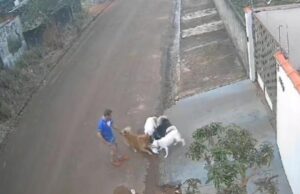 18:37 –
Homem é preso após assistir cachorros atacar e matar gato em MT: veja vídeo