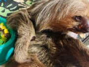 14:45 –
Bicho-preguiça atropelado na BR-163 é resgatado e devolvido à natureza