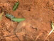 15:53 –
Polícia encontra mais dois corpos em cemitério clandestino; total de cadáveres sobe para cinco