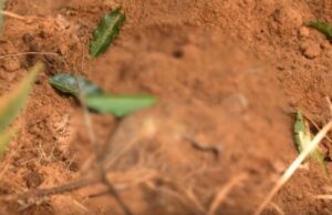 15:53 –
Polícia encontra mais dois corpos em cemitério clandestino; total de cadáveres sobe para cinco