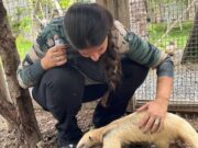 11:30 –
Sema abre cadastro para guardião de animais silvestres; saiba como se inscrever