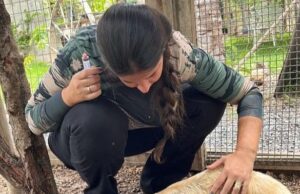 11:30 –
Sema abre cadastro para guardião de animais silvestres; saiba como se inscrever