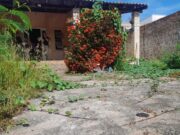 Polícia Civil resgata cachorros abandonados e prende tutora em flagrante