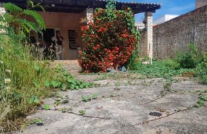 Polícia Civil resgata cachorros abandonados e prende tutora em flagrante