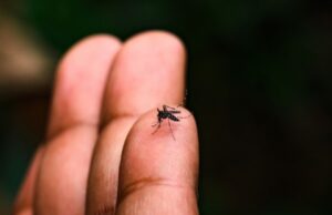 12:03 –
Dados indicam aumento nos casos de dengue e chikungunya em hospitais privados de Cuiabá