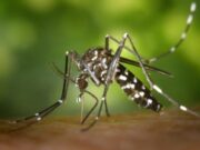16:58 –
Mais 15 mortes por dengue e chikungunya são registradas em MT nas últimas 48 horas