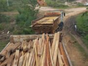 11:25 –
Sema apreende 16 caminhões caçamba lotados de madeira irregular e aplica multa de mais de R$ 73,7 mil