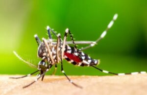20:37 –
Várzea Grande prorroga emergência em saúde com 9 mortes e mais de 5 mil casos de dengue e chikungunya