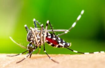 20:37 –
Várzea Grande prorroga emergência em saúde com 9 mortes e mais de 5 mil casos de dengue e chikungunya