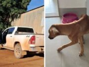 18:55 –
Dois funcionários de fazenda são indiciados por abandono de 50 cães em rodovia de MT