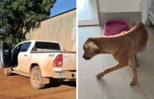 18:55 –
Dois funcionários de fazenda são indiciados por abandono de 50 cães em rodovia de MT