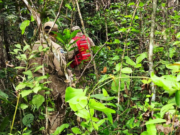 Criança indígena de 1 ano desaparece e bombeiros fazem buscas