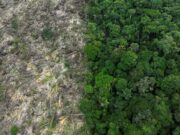 Alertas na Amazônia de desmatamento alcançam menor valor histórico