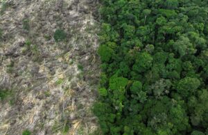Alertas na Amazônia de desmatamento alcançam menor valor histórico