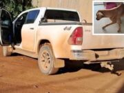 Polícia indicia funcionários de fazenda por abandono de 50 cães