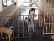 Polícia Civil esclarece suposto furto de cães resgatados por ONG