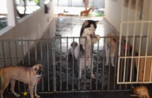 Polícia Civil esclarece suposto furto de cães resgatados por ONG