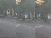 Homem é filmado agredindo cão no meio da rua em MT