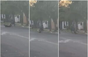 Homem é filmado agredindo cão no meio da rua em MT
