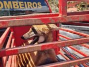 16:43 –
Encurralado e agressivo: lobo-guará é resgatado de restaurante em Jaciara