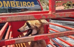 16:43 –
Encurralado e agressivo: lobo-guará é resgatado de restaurante em Jaciara