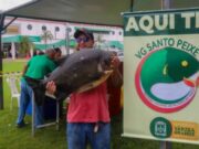 12:01 –
"Peixe Santo" de VG termina com balanço positivo: 18 toneladas de pescado vendidas e aquecimento da economia local