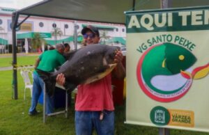 12:01 –
"Peixe Santo" de VG termina com balanço positivo: 18 toneladas de pescado vendidas e aquecimento da economia local