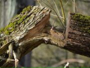 14:01 –
Idoso morre ao ser atingido por galho enquanto cortava árvore