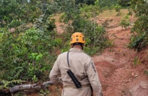 15:12 –
Idosa com alzheimer se perde em mata e acaba resgatada pelos bombeiros