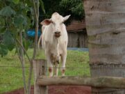 Como o agro brasileiro pode aumentar vendas para China com retaliaأ§أ£o de Pequim aos EUA | Agronegأ³cios